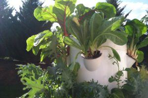 Tower Gardens are changing the way farmers grow their harvest