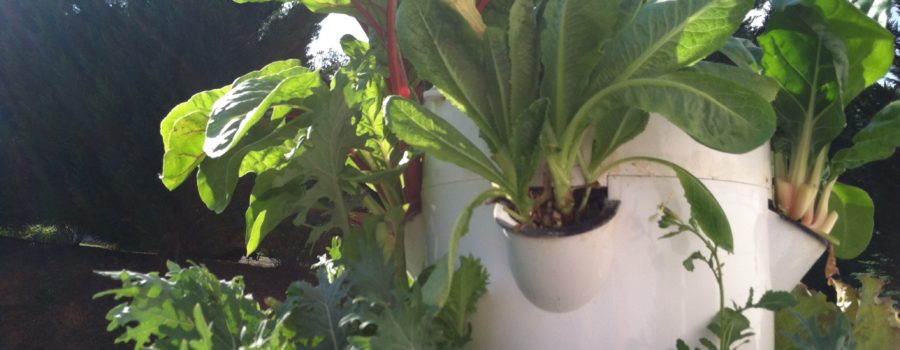 Tower Gardens are changing the way farmers grow their harvest