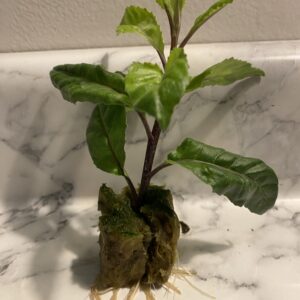 Longevity Seedling