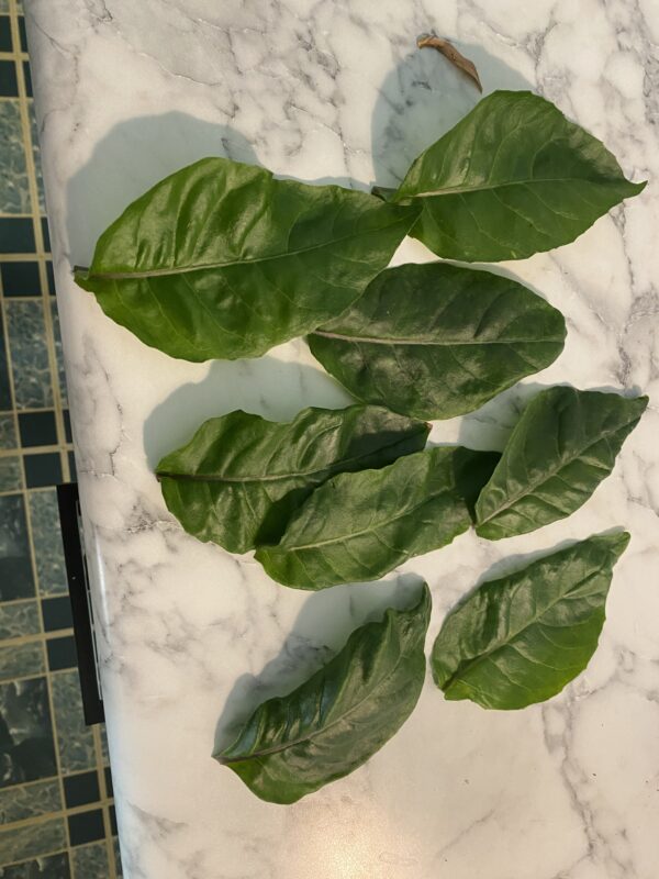 Fresh Spinach Pickup - Image 2