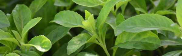 Fresh Spinach Pickup - Image 3