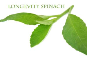 Longevity Spinach And Diabetes